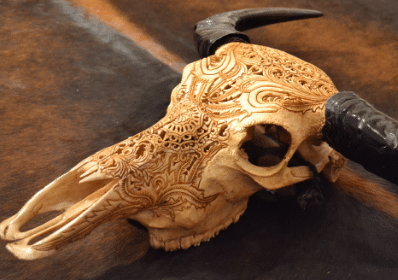 buffaloschedels - buffel schedel