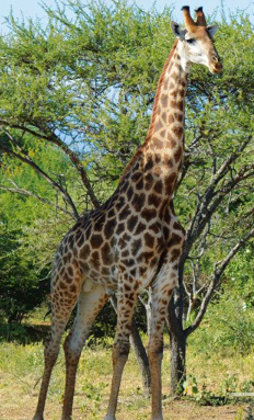 Limpopo Luxury – Vakantiehuizen verhuur in Zuid-Afrika