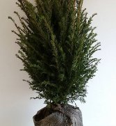 Taxus Baccata kopen met kluit? - Taxus Bestellen.nl